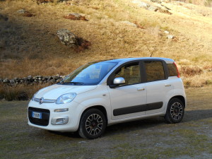 Panda Grey and White